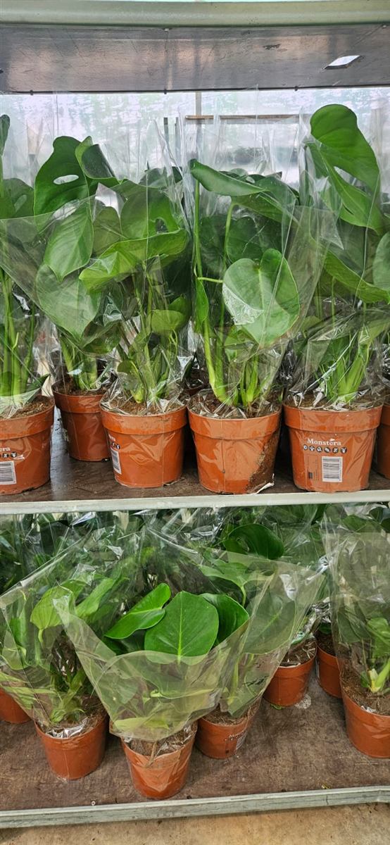 Plantes d'intérieur