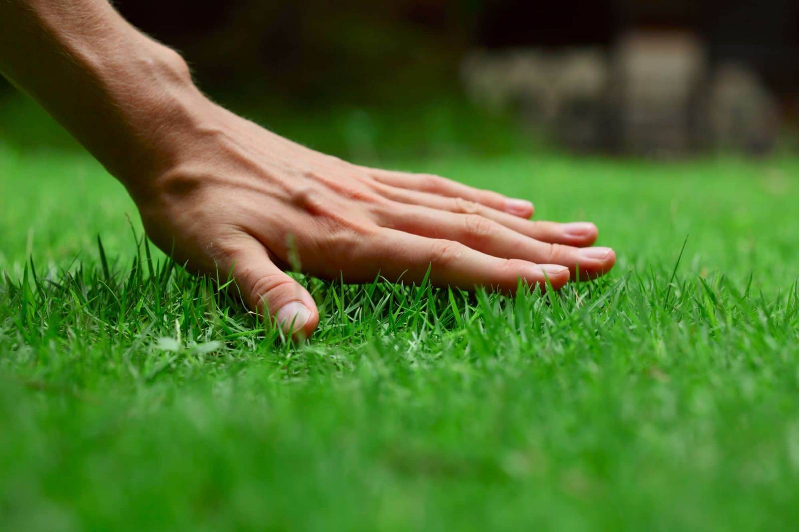 Gazon Green Garden